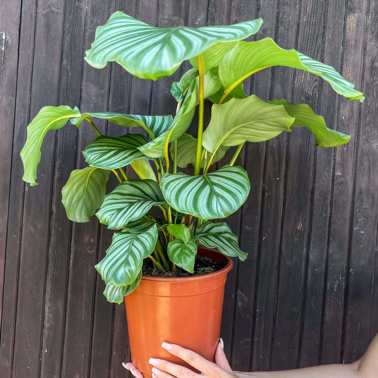Obrázok Kalatea guľatolistá (Calathea orbifolia) - výška 40-50 cm, kont. C3L